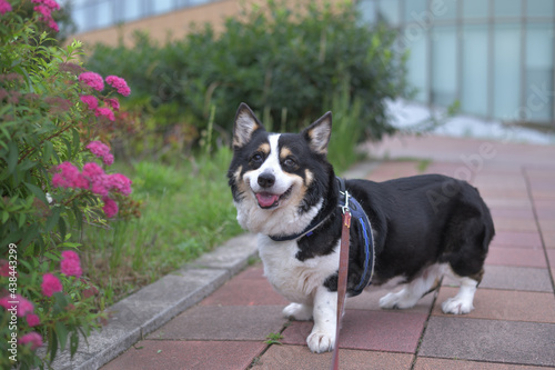 濃いピンク色の花とブラックヘッドのコーギー犬
