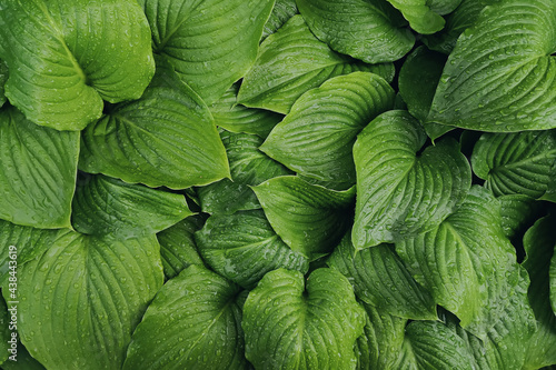 Fresh green leaves with rain drops texture