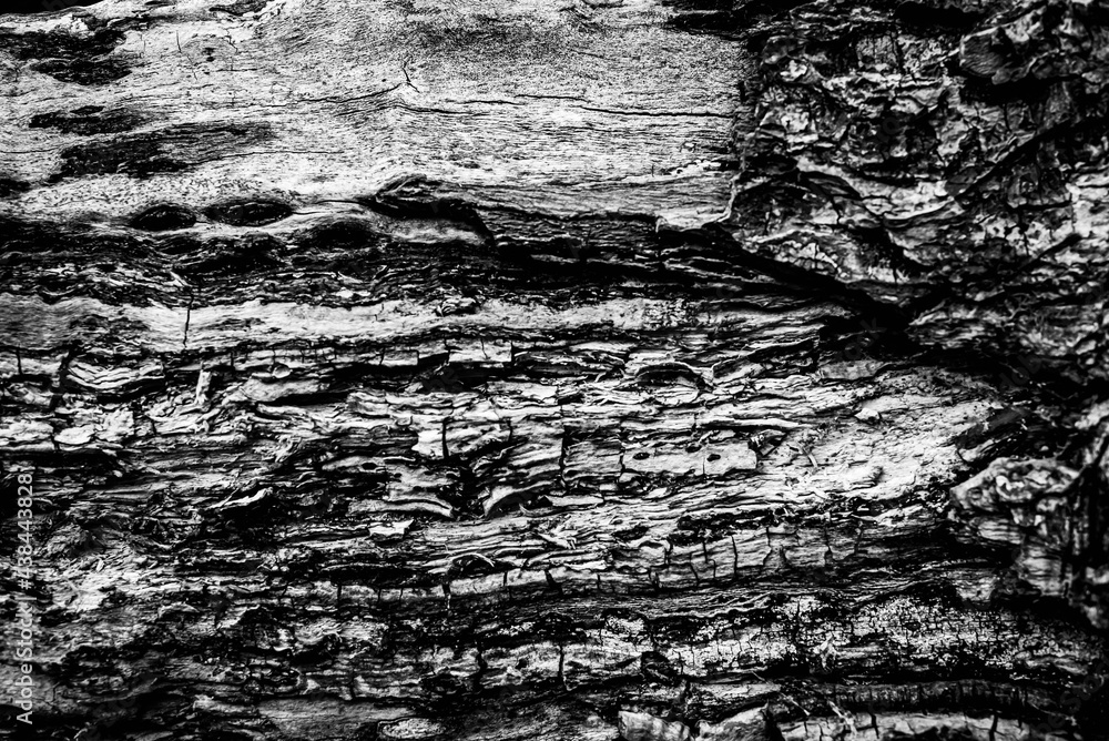 Black and white dead trees