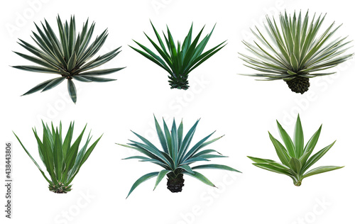 Set collection Agave plant isolated on white background.This has clipping path.