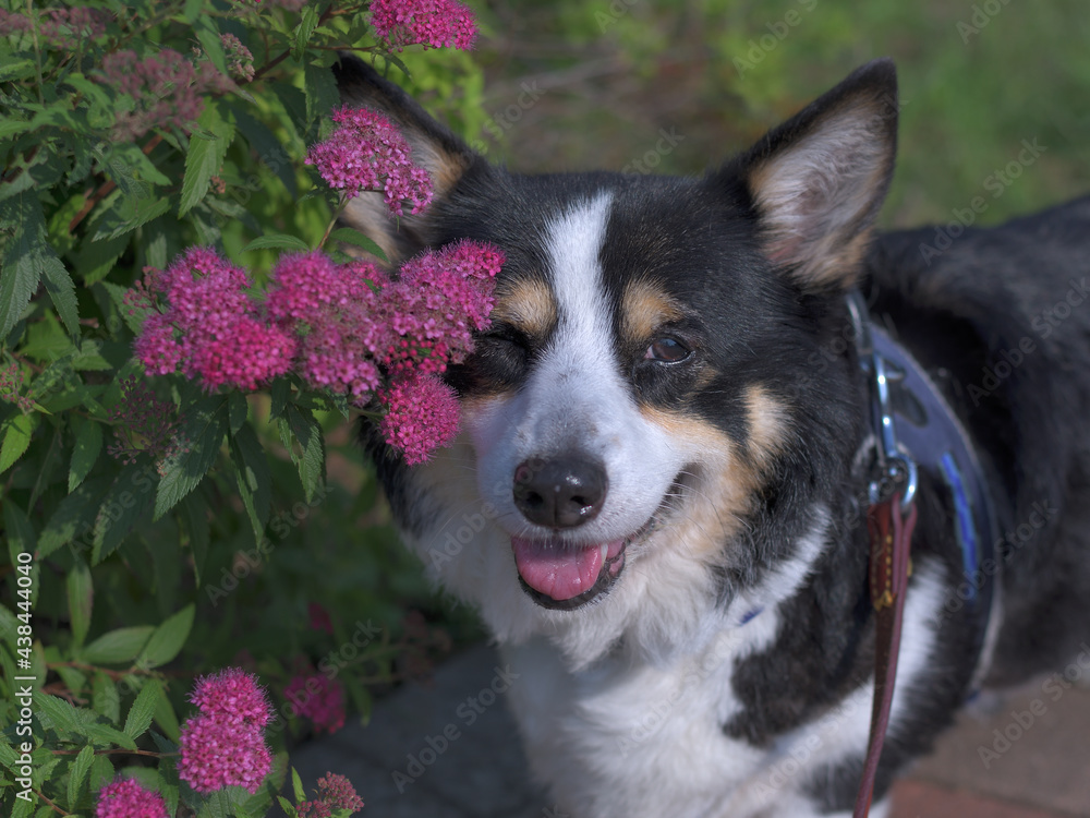 ピンクの花と黒いコーギー犬の顔のアップ