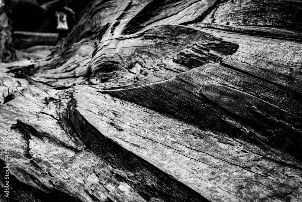 Black and white dead trees
