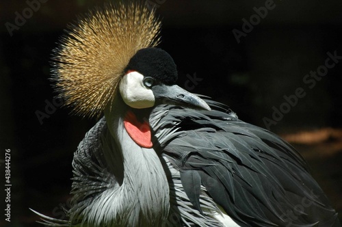 grey crowned crane photo