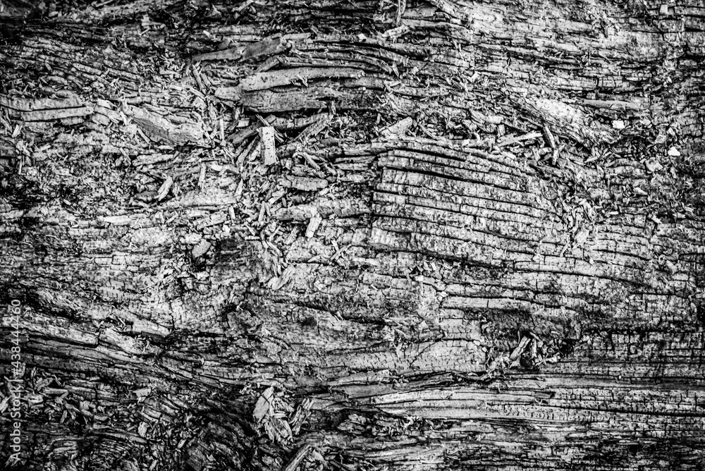 Black and white dead trees