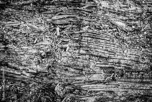 Obraz na płótnie Black and white dead trees w salonie