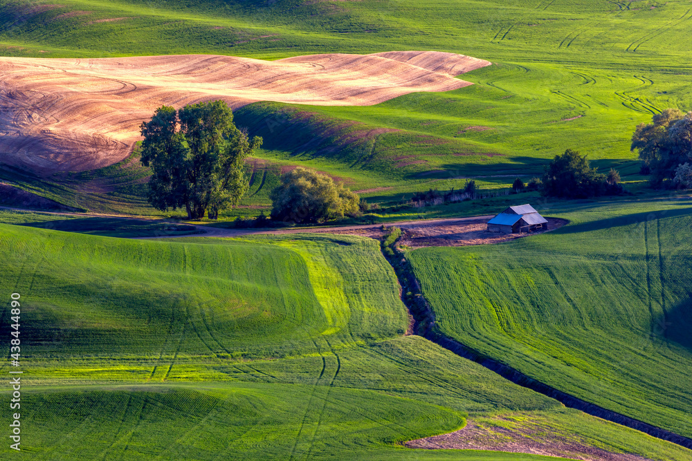 view of farm in the Palouse from Steptoe Butte, a vast region in eastern Washington of primarily wheat fields