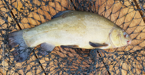 One freshly caught raw fish tench and a cage on a wooden surface. A species of ray-finned fish of the carp family, the only representative of the genus Tinca.