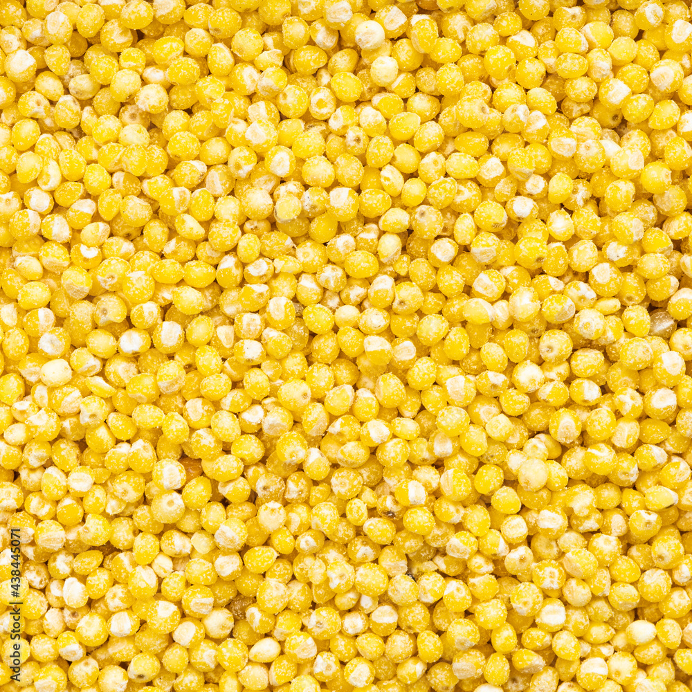 uncooked polished proso millet grains close up uncooked polished proso millet grains close up