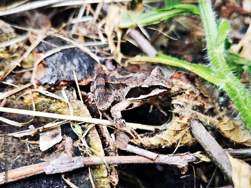 Frog hidden between brown leaves - camouflage © dianacoman