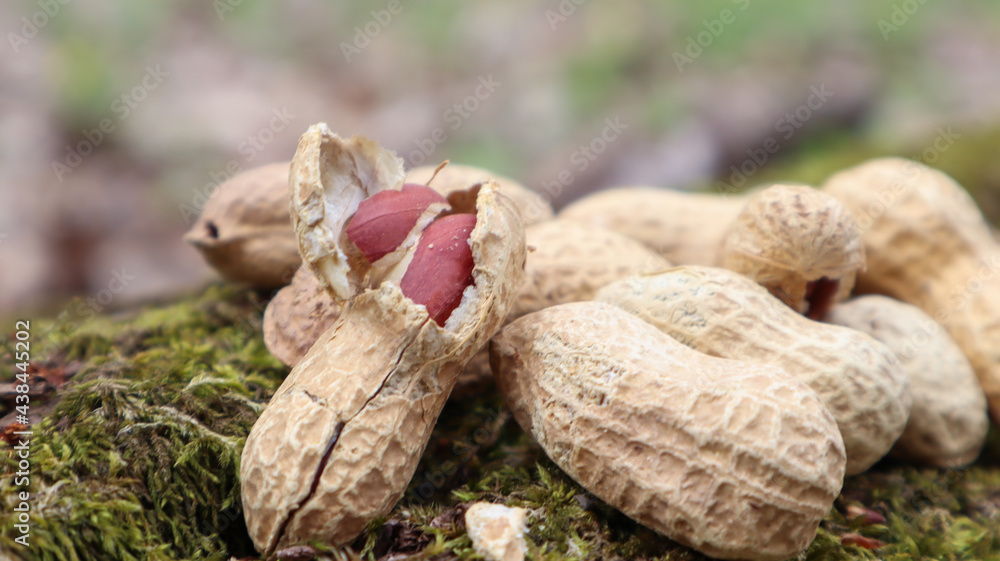 Unpeeled whole raw peanuts in brown husks in the shell texture on a beautiful natural background in the forest lies in a heap on a tree, outdoors on a sunny summer day. Unpeeled whole raw peanuts in brown husks in the shell texture on a beautiful natural background in the forest lies in a heap on a tree, outdoors on a sunny summer day.