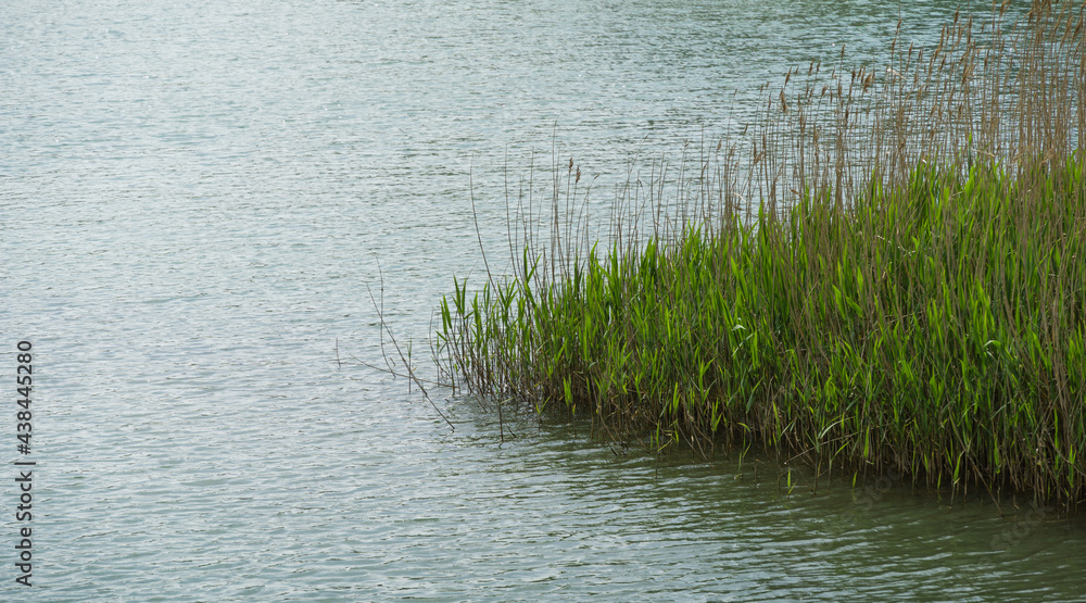 Emerald water of Vulan mountain river with thickets of common reed (Phragmites australis). River flows into Black Sea near village Arkhipo-Osipovka. Elegant background for natural design. Emerald water of Vulan mountain river with thickets of common reed (Phragmites australis). River flows into Black Sea near village Arkhipo-Osipovka. Elegant background for natural design.