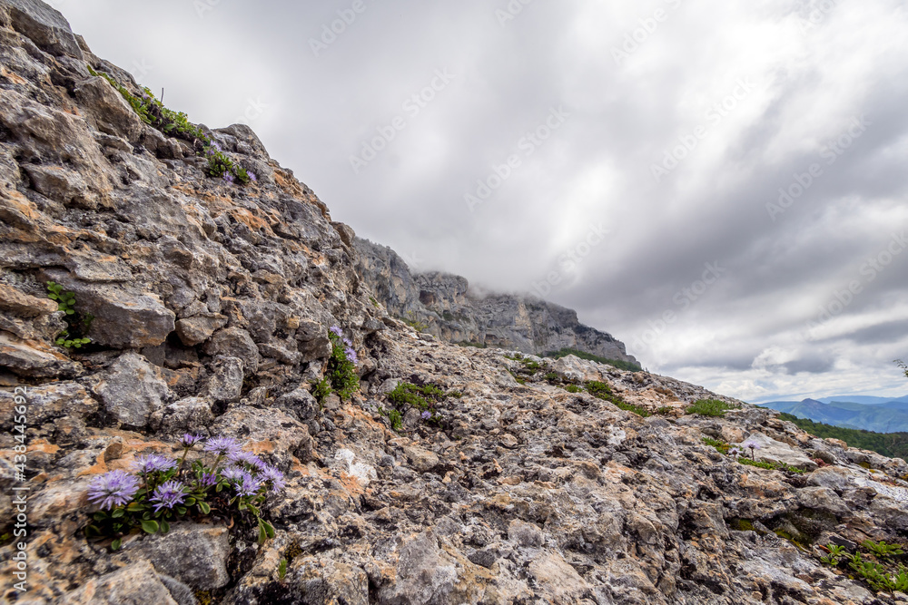 Mineral landscape with flowers in the foreground, Vercors, France