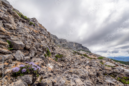 Mineral landscape with flowers in the foreground, Vercors, France
