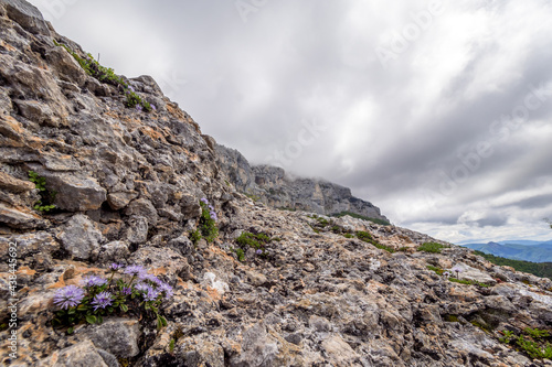 Mineral landscape with flowers in the foreground, Vercors, France © serge