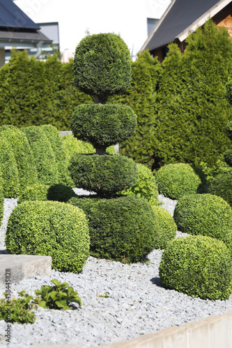 Rock garden with topiaries and boxwood