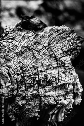 Obraz na płótnie Black and white dead trees w salonie