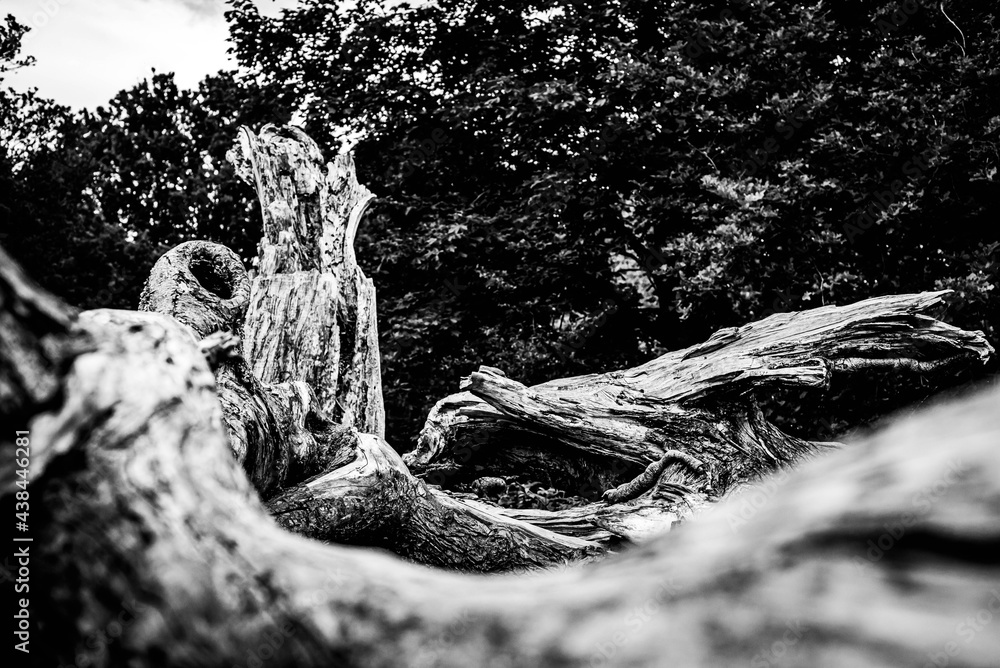 Black and white dead trees