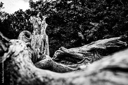 Black and white dead trees