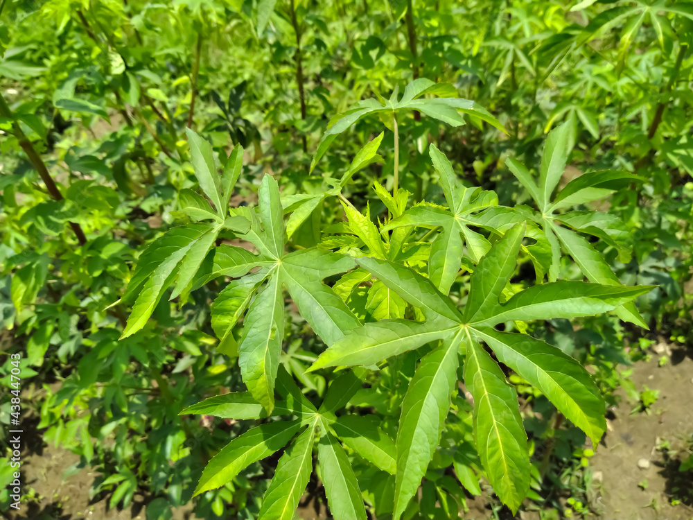 brown indian hemp curry leaves in the garden brown indian hemp curry leaves in the garden