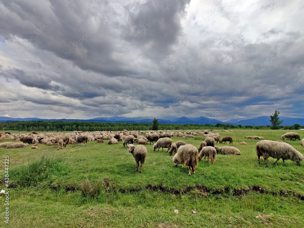 Sheep on the meadow - rural landscape with meadows and hills