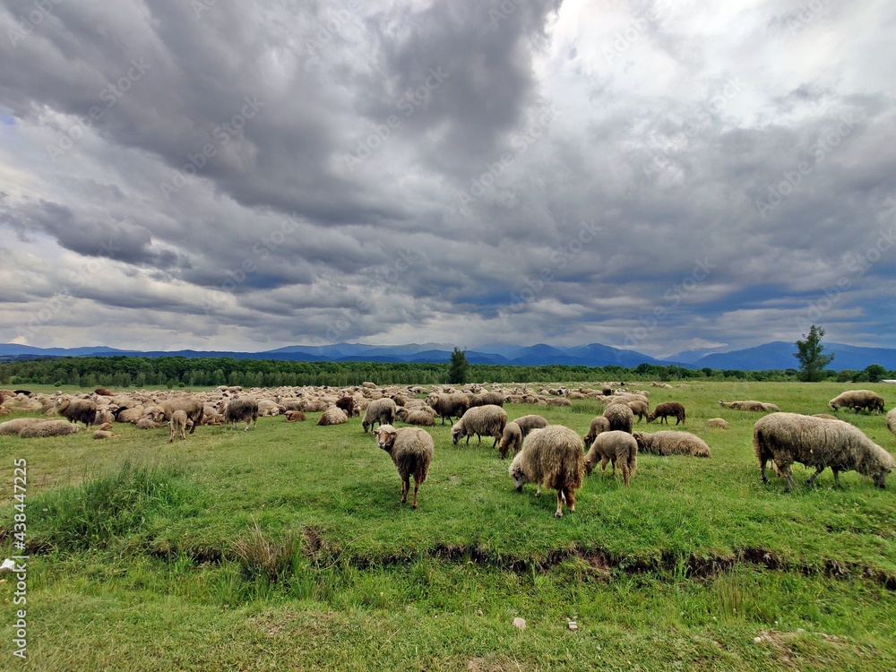 Sheep on the meadow - rural landscape with meadows and hills Sheep on the meadow - rural landscape with meadows and hills