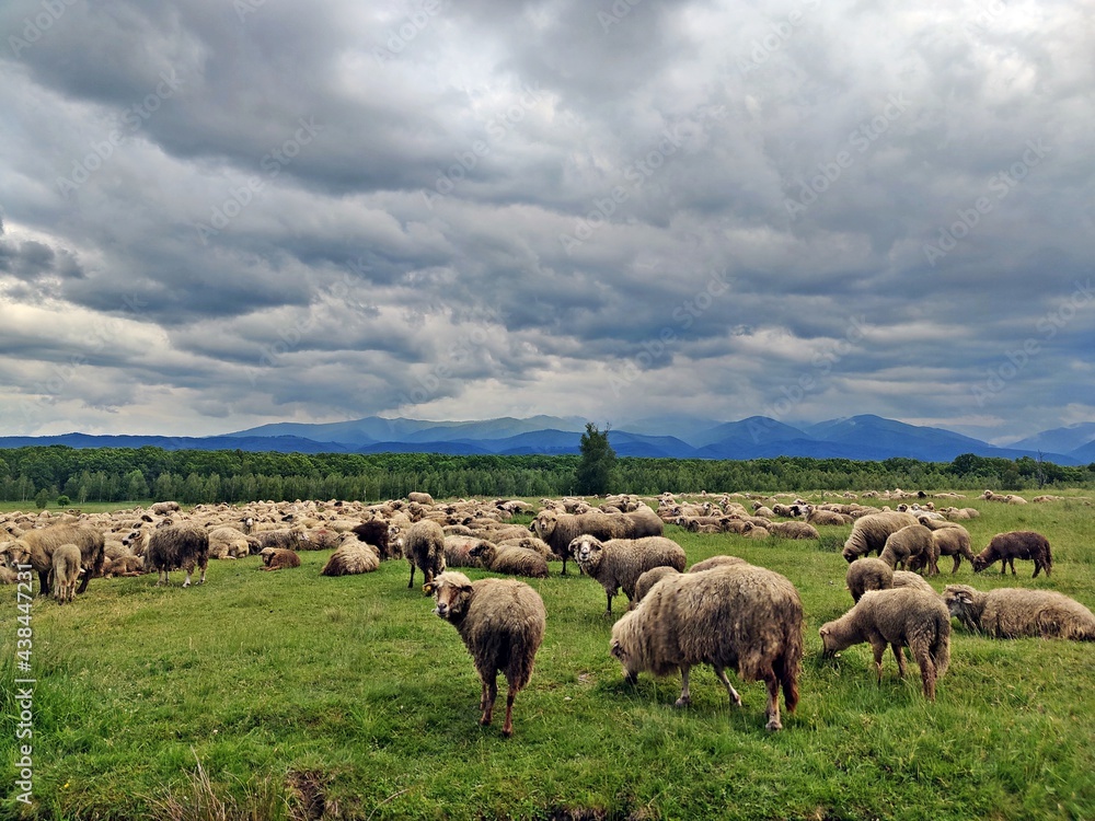 Fototapeta premium Sheep on the meadow - rural landscape with meadows and hills