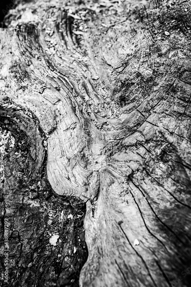 Black and white dead trees