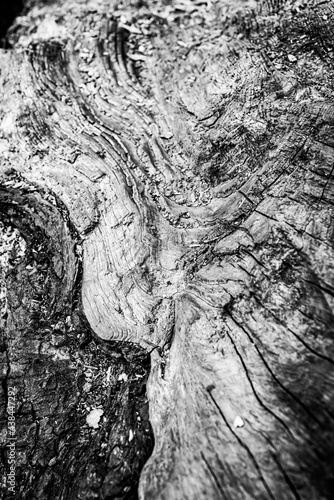 Obraz na płótnie Black and white dead trees w salonie