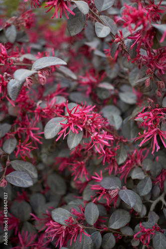 Loropetalum chinense rubrum 