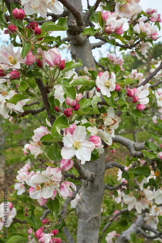 Malus domestica tree in bloom