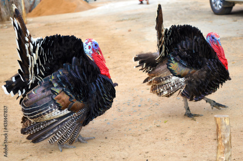 country rooster, beauty of rural India