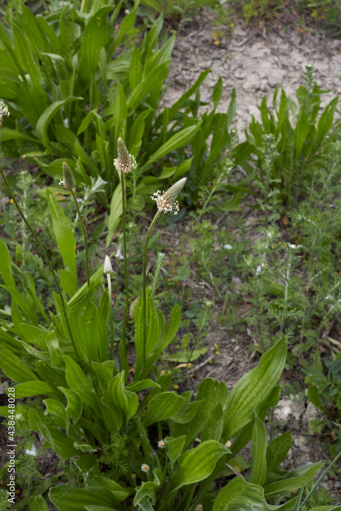 Obraz premium Plantago lanceolata