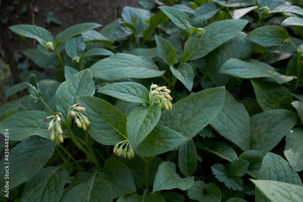 Fototapeta premium Symphytum tuberosum 