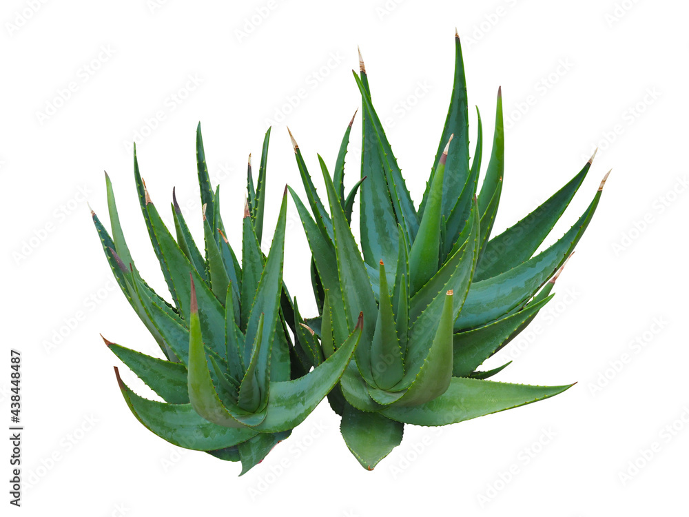 Agave plant isolated on white background. clipping path. Agave plant tropical drought tolerance has sharp thorns. Agave plant isolated on white background. clipping path. Agave plant tropical drought tolerance has sharp thorns.