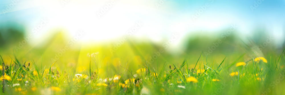 Banner 3:1. Field with yellow dandelions against blue sky and sun beams. Spring background. Soft focus
