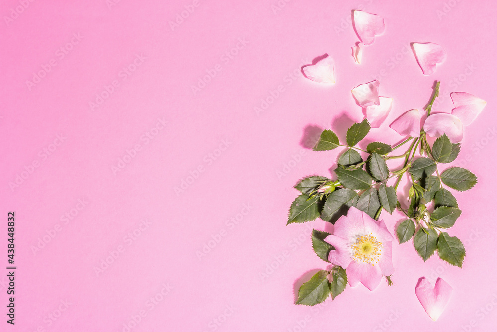 Rose hips flowers isolated on pink background