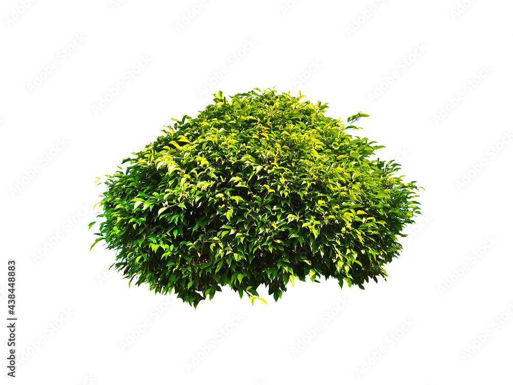 Fototapeta premium Bush isolated on white background,Objects with Clipping Paths