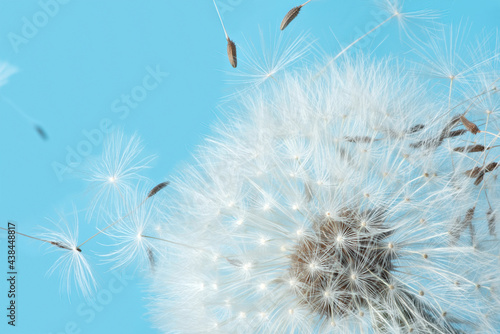 White blowball dandelions on blue background. Macro. Full dept of field