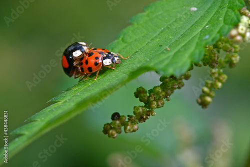 Asiatischer Marienkäfer, Harlekin-Marienkäfer // Asian ladybeetle (Harmonia axyridis) photo