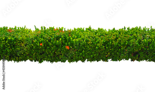 Bush isolated on white background,Objects with Clipping Paths	