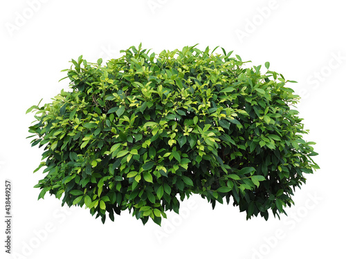 Bush isolated on white background Objects with Clipping Paths