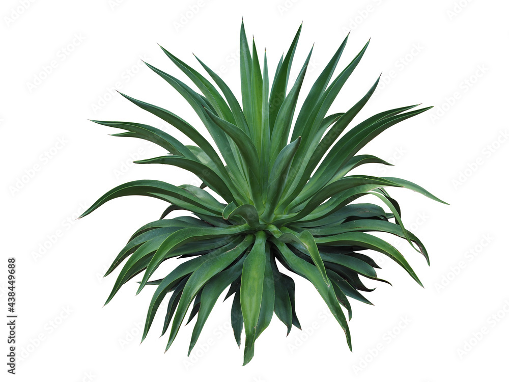 Agave plant isolated on white background. clipping path. Agave plant tropical drought tolerance has sharp thorns. Agave plant isolated on white background. clipping path. Agave plant tropical drought tolerance has sharp thorns.