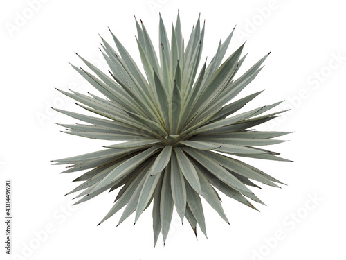Agave plant isolated on white background. clipping path. Agave plant tropical drought tolerance has sharp thorns.