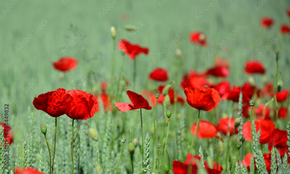 Obraz premium red poppy field