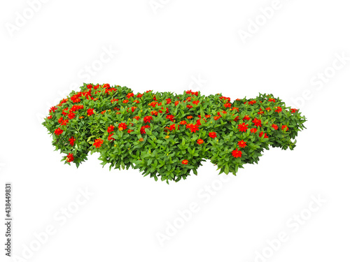Red Flowers bush tree isolated on white background,Objects with Clipping Paths
