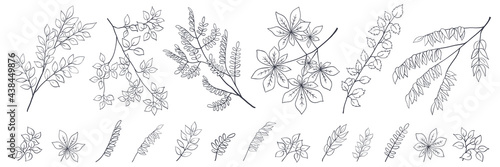 Tree branch collection, outline floral sketch on white background. Minimalist style. Isolated vector element for organic products package design, illustration of nature, botany, forest, coloring book
