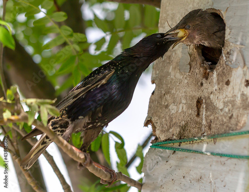 кормление птенца