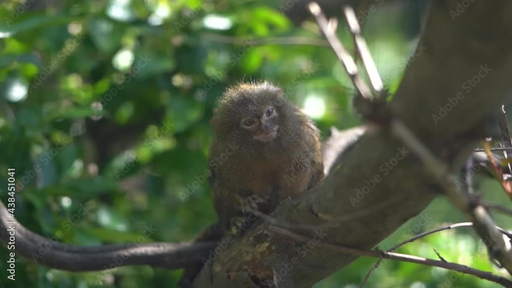little marmoset monkey sitting on a branch