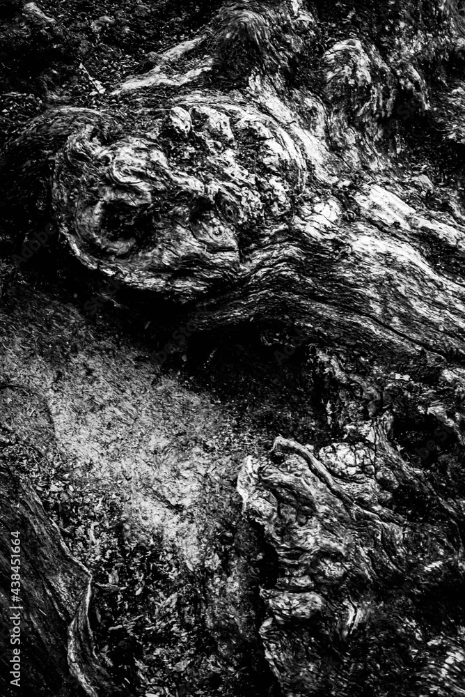 Black and white dead trees