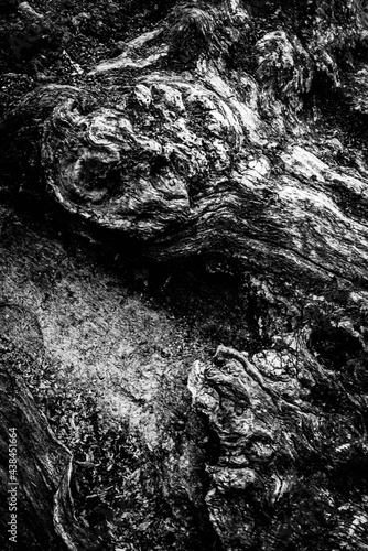 Obraz na płótnie Black and white dead trees w salonie
